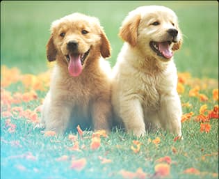 Pawternity Policy